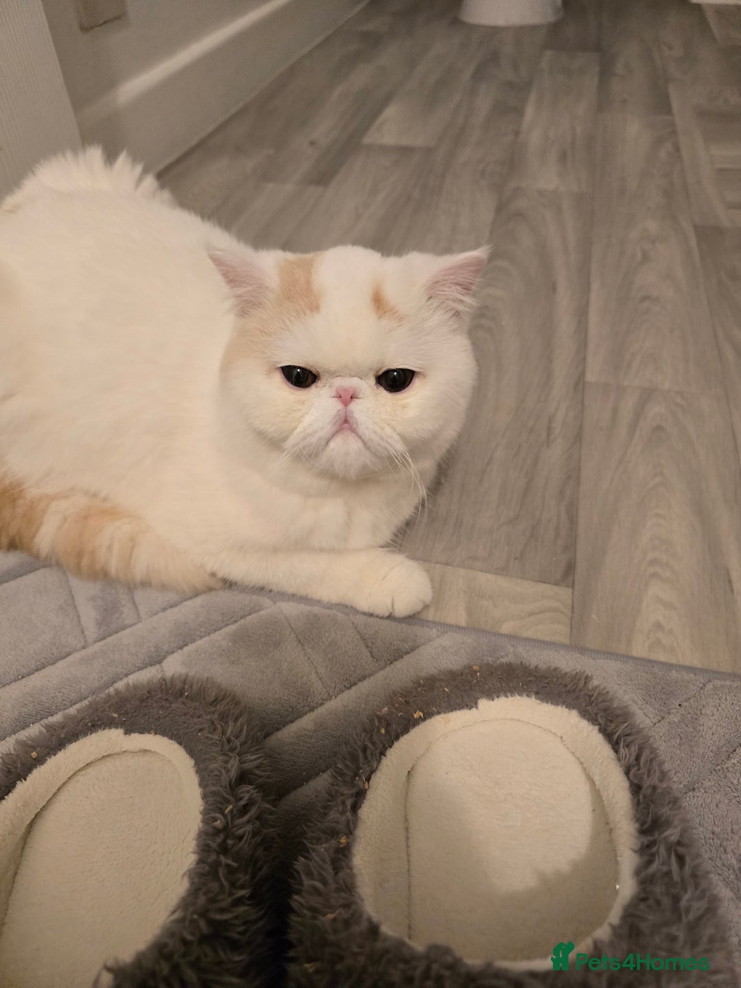 Exotic cats for sale: Stunning Rare Cream Van ESH Male - Image 1
