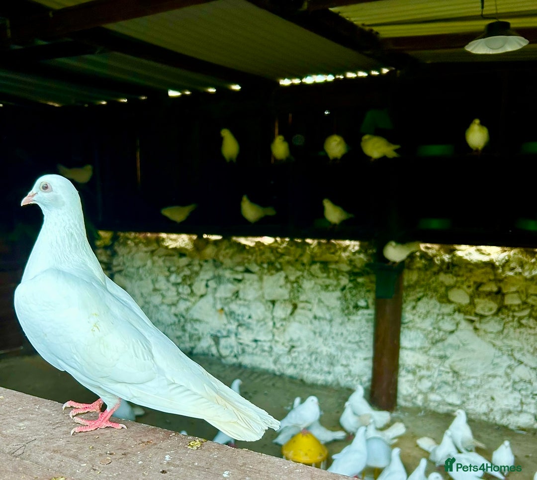 Pigeons birds for sale: White Pigeons / Doves For Sale - Image 3