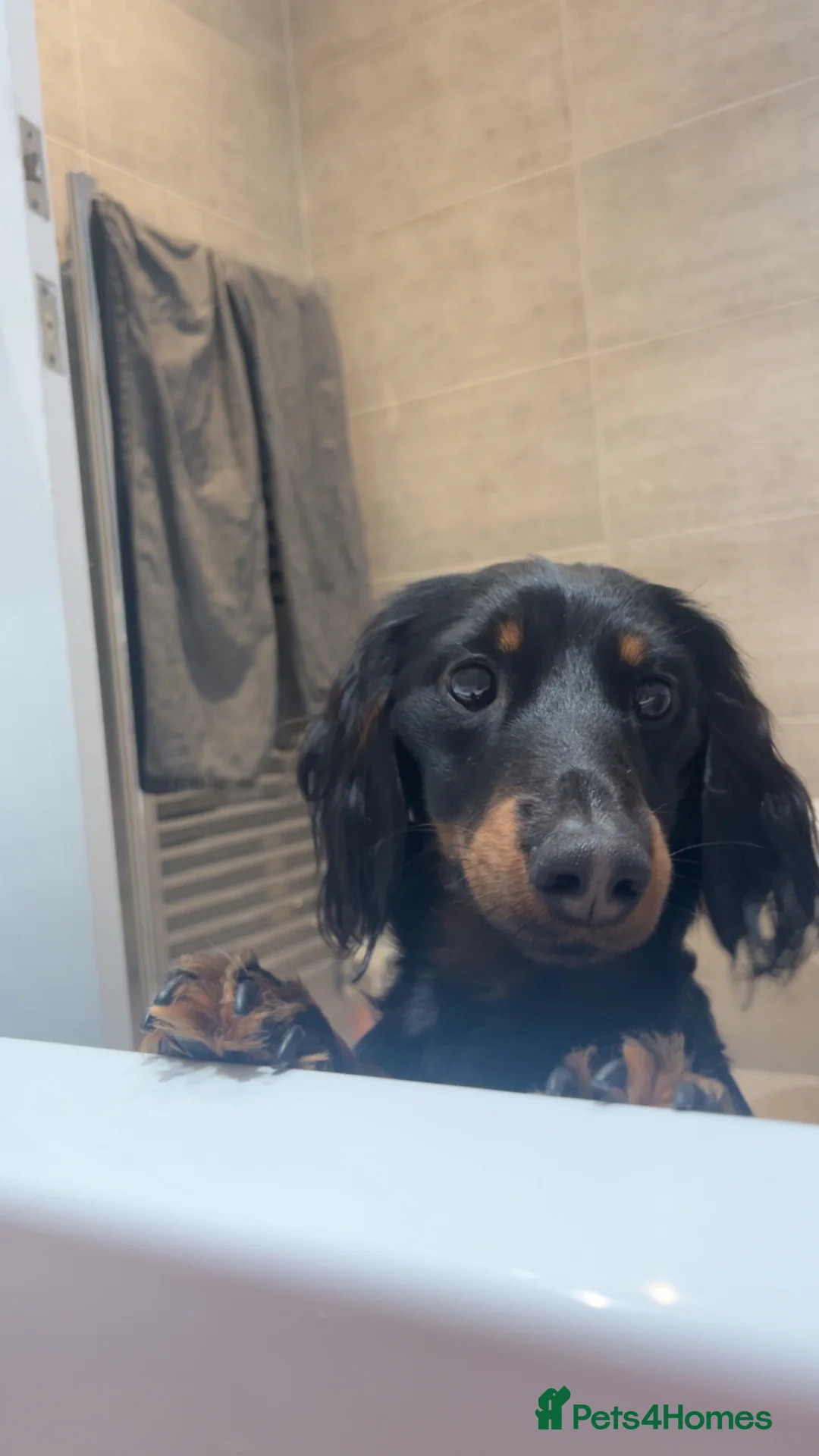 Miniature Dachshund dogs for sale: Miniature dachshund for rehoming  in Accrington - Advert 1