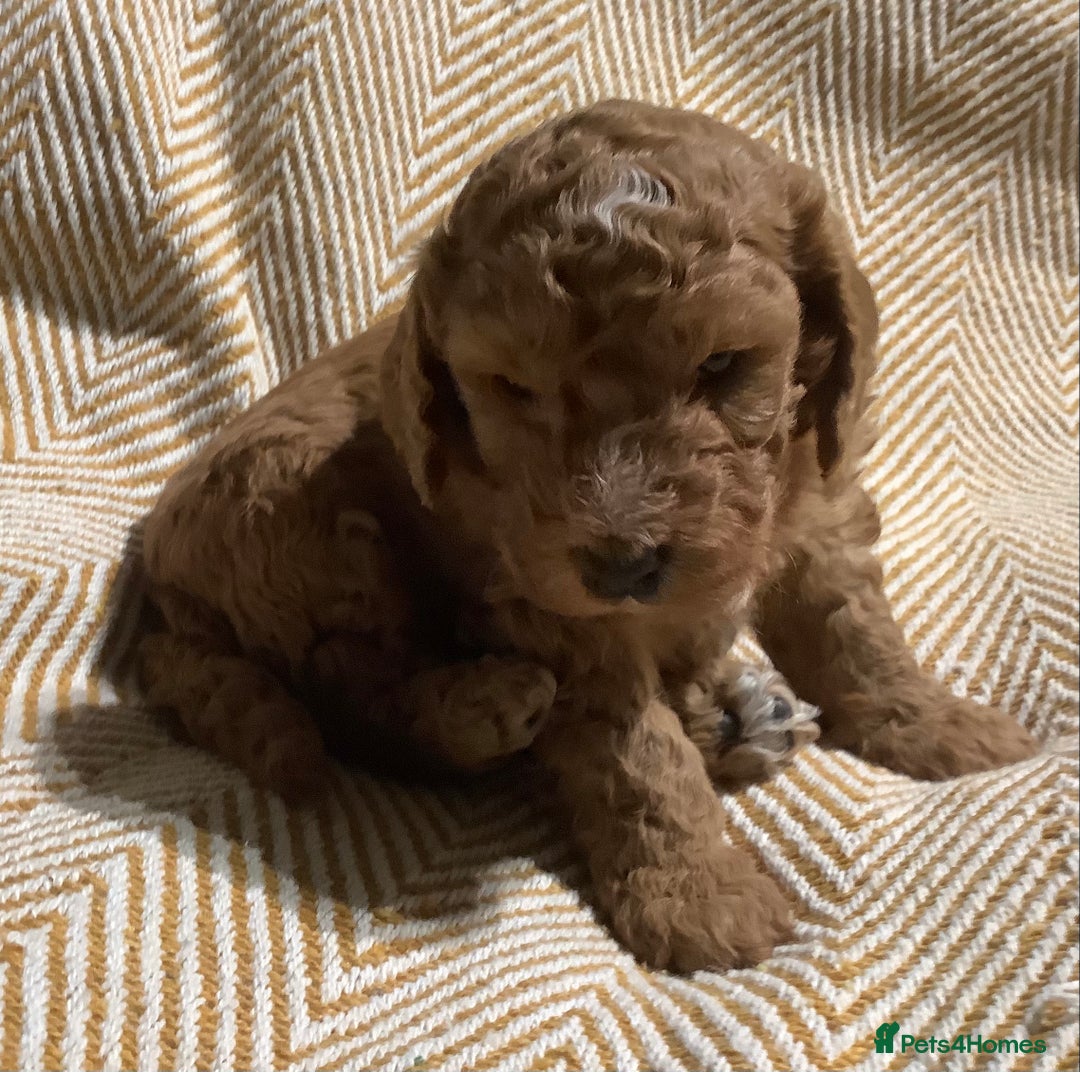 Mixed Breed dogs for sale: AUSTRALIAN LABRADOODLE PUPPIES - Advert 6
