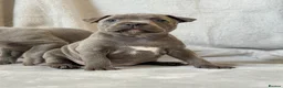 Staffordshire Bull Terrier dogs for sale: Stunning Staffordshire Bull Terriers! - Advert 13