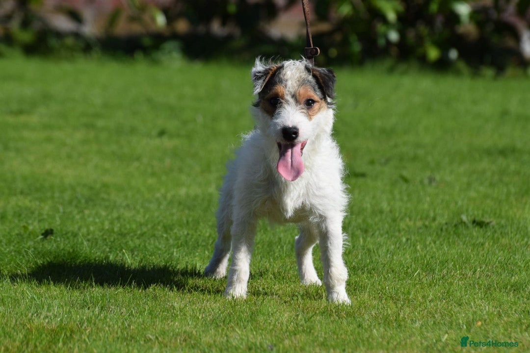 Parson Russell dogs for stud: 5 star licensed registered breeder - Advert 4