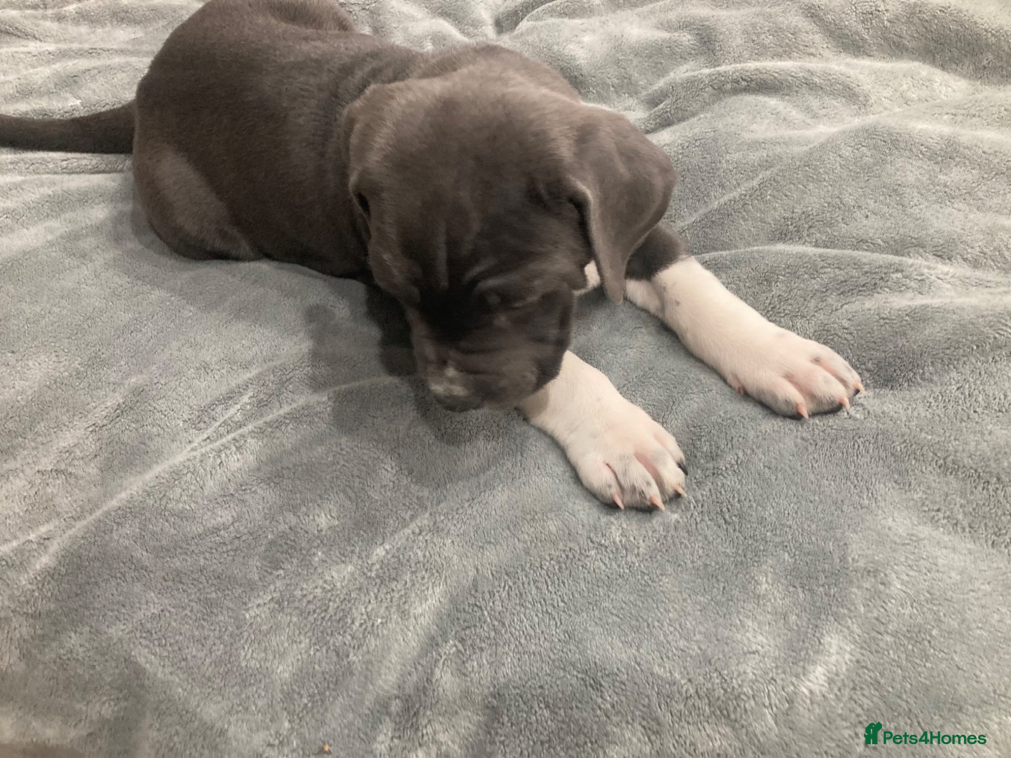 Cane Corso dogs Pure Cane Corso puppies - Advert 2