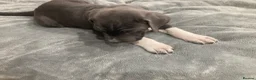 Cane Corso dogs for sale: Pure Cane Corso puppies - Advert 2