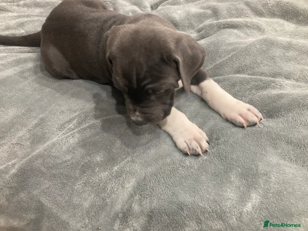 Cane Corso dogs for sale: Pure Cane Corso puppies - Advert 2