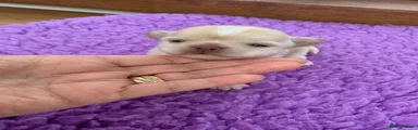 Chihuahua Puppy 2