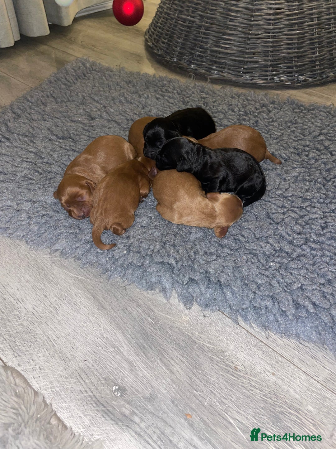 Cockapoo dogs for sale: F1 Cockapoo Puppies  - Advert 2