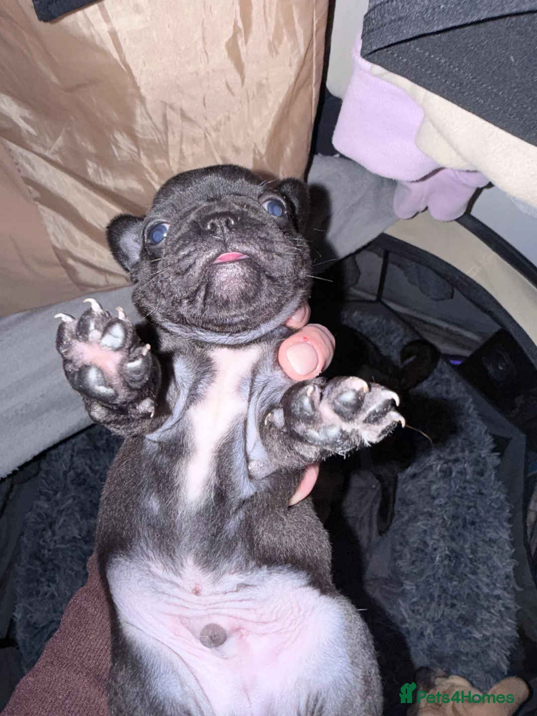 Frug dogs for sale: Frugs  - Advert 3