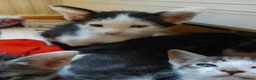Mixed Breed cats for sale: Siamese x kittens - Advert 4