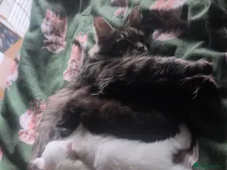 Maine Coon cats Polydactyl odd eyes female - Advert 1