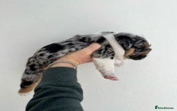 English Bulldog dogs for sale: Beautiful English bulldog puppies  - Advert 17