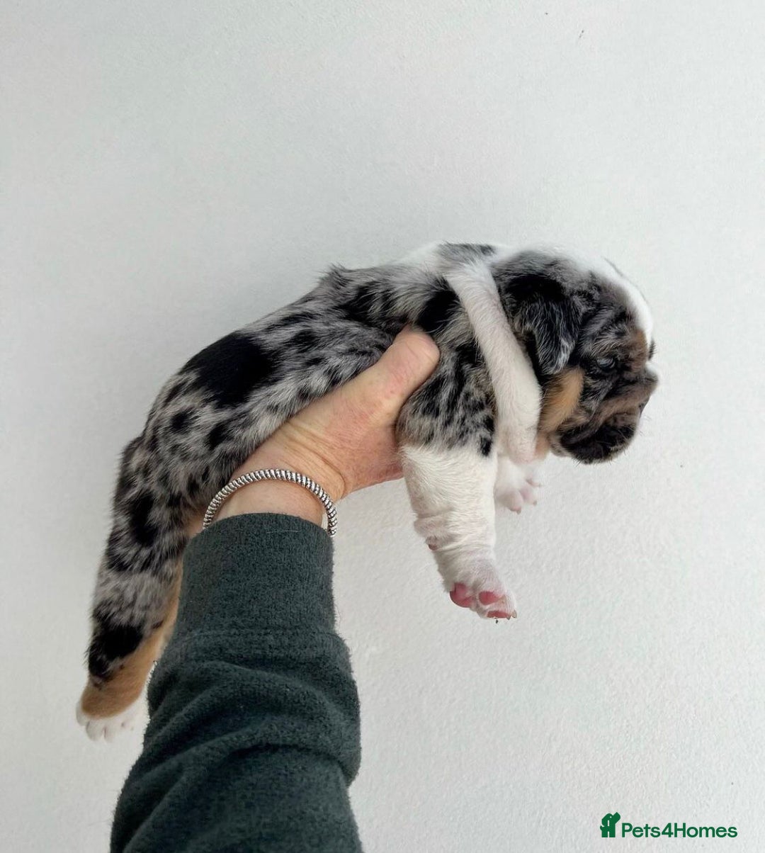 English Bulldog dogs for sale: Beautiful English bulldog puppies  - Advert 17