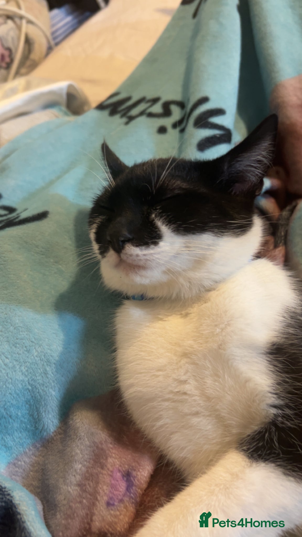Mixed Breed cats 10 month old male - Advert 1