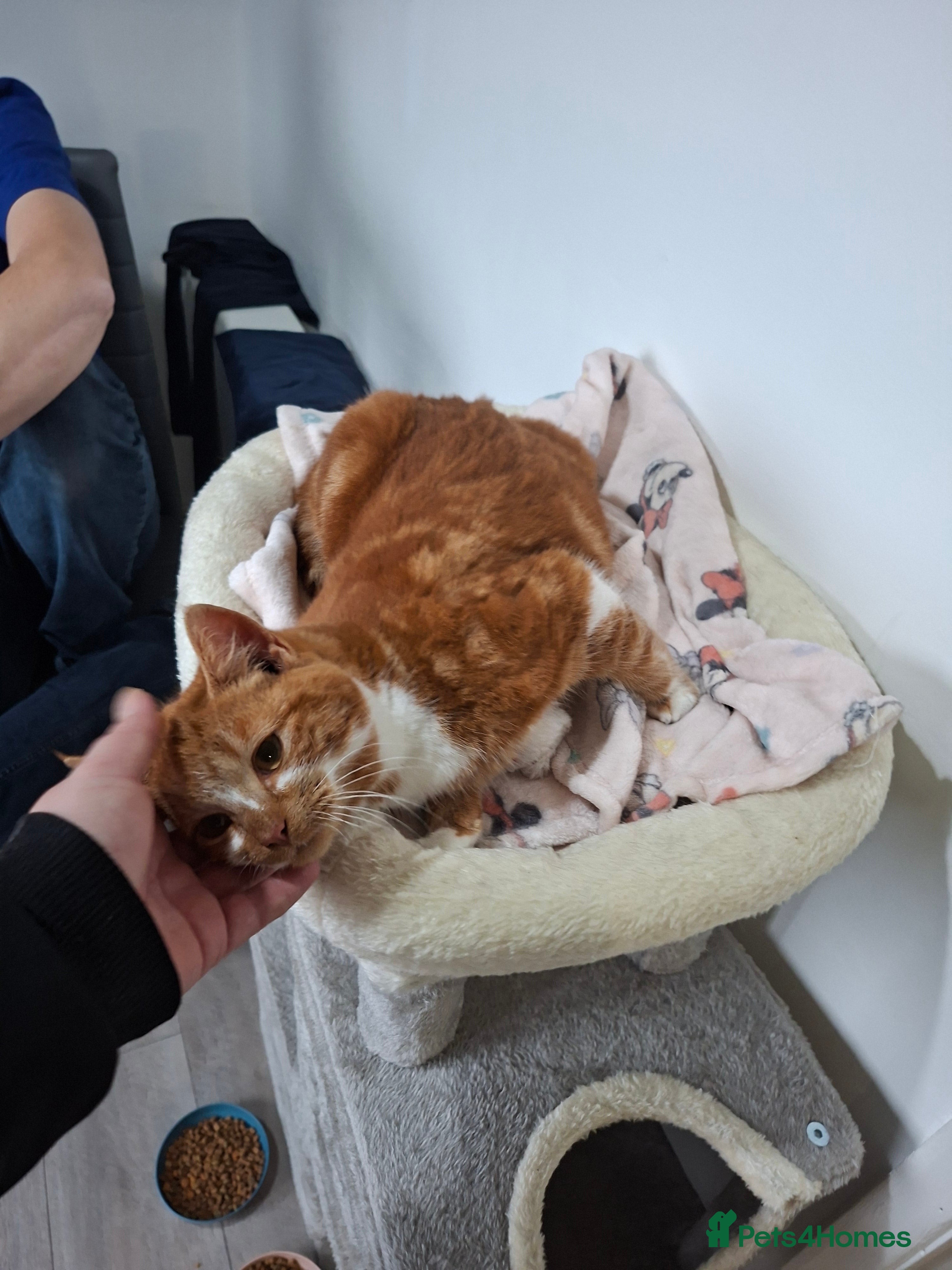 Domestic Shorthair cats Simba  - Advert 1