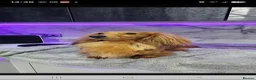 Miniature Dachshund dogs for sale: Beautiful Quality Longhaired Bitch - Advert 4