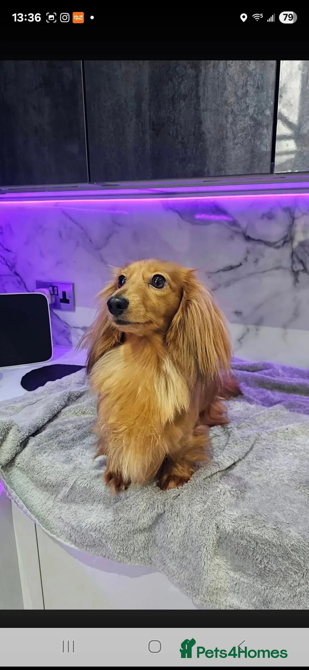 Miniature Dachshund dogs for sale: Beautiful Quality Longhaired Bitch - Advert 4
