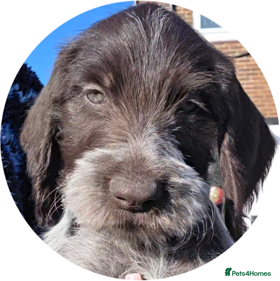 German Wirehaired Pointer dogs 2 Pups left!! Stunning German Wirehaired GWP - Advert 15