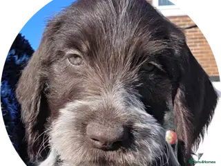 German Wirehaired Pointer dogs 2 Pups left!! Stunning German Wirehaired GWP - Advert 15