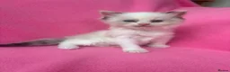 Ragdoll cats for sale: 5 Beautiful Fluffy Ragdoll Kittens  - Advert 9