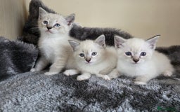 Ragdoll cats for sale: Ragdoll Cross kittens  - Image 5