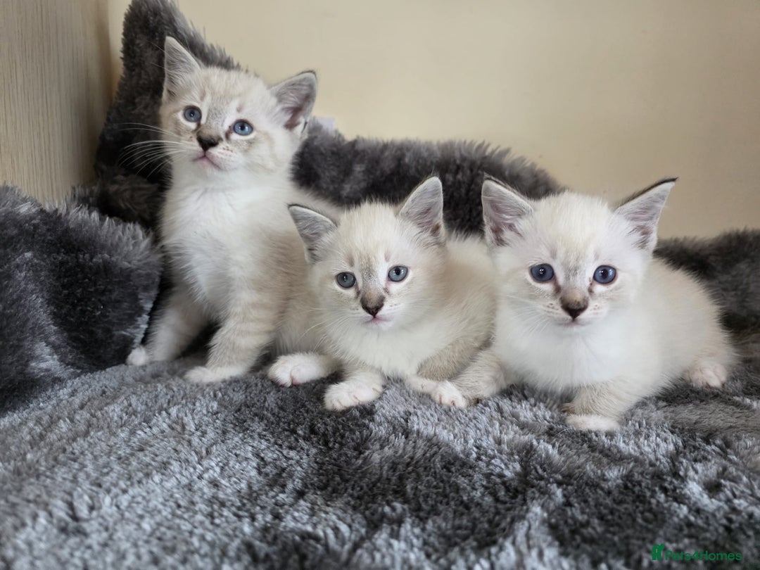 Ragdoll cats for sale: Ragdoll Cross kittens  - Image 5