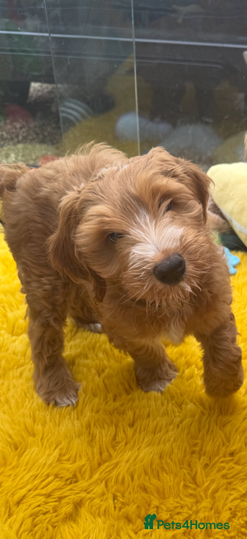 Australian Labradoodle dogs 1 PUP AVAILABLE  - Advert 2