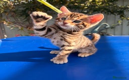 Keetso cats for sale: Stunning golden keetsos  - Image 11