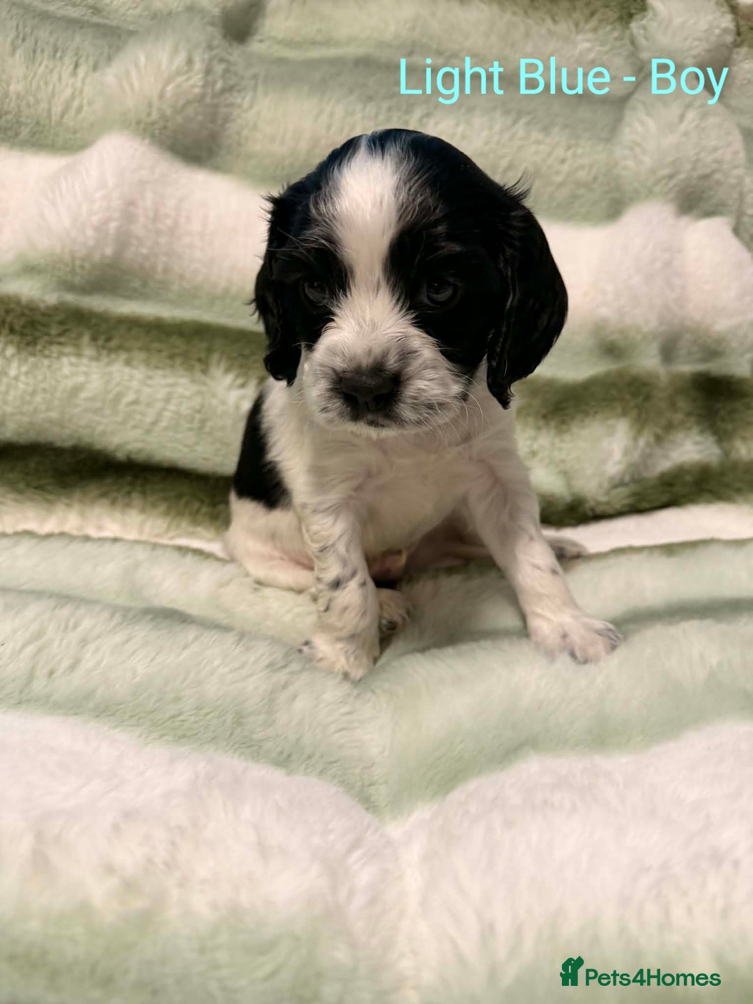 Cockalier dogs for sale: Cockalier  - Advert 7