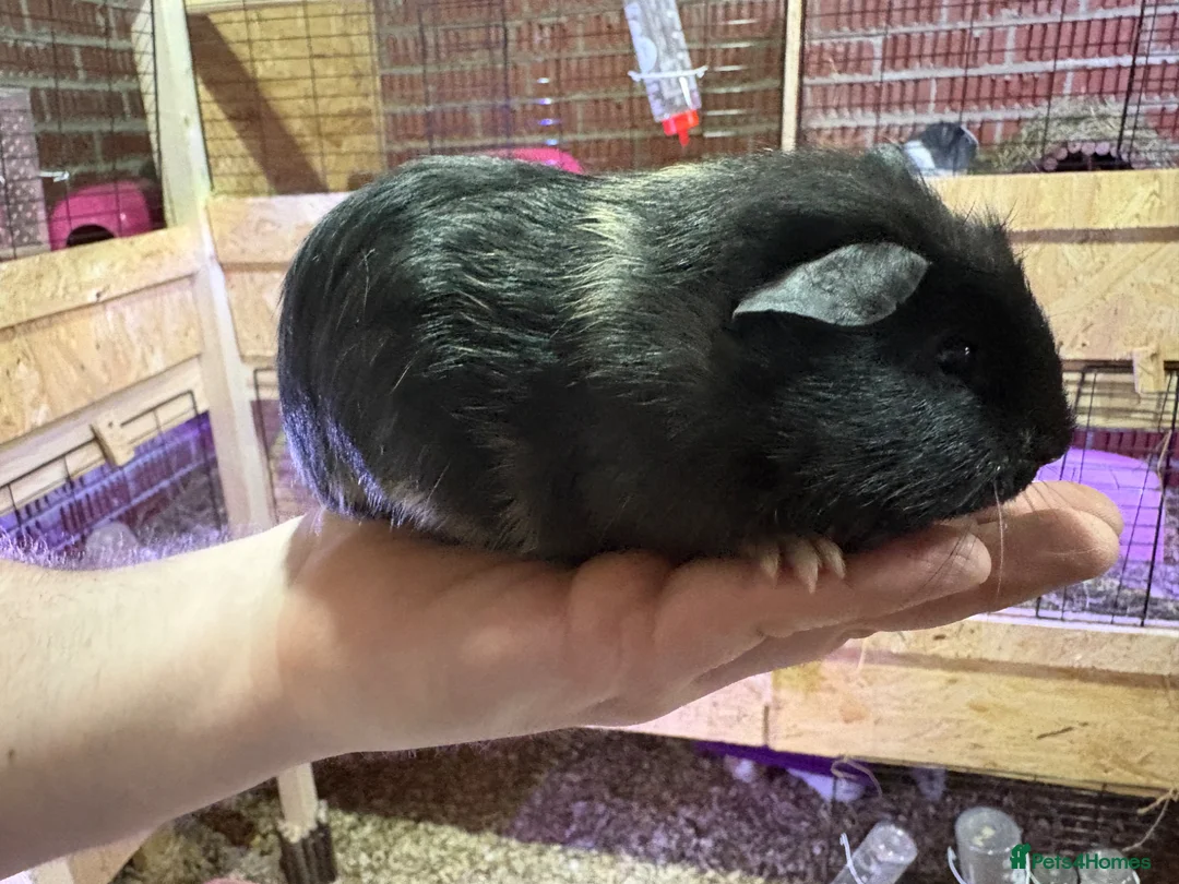 Guinea Pig rodents for sale: Guinea pigs available  - Advert 5