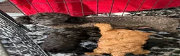 Cavapoo dogs for sale: F1 Cavapoo’s - Advert 5