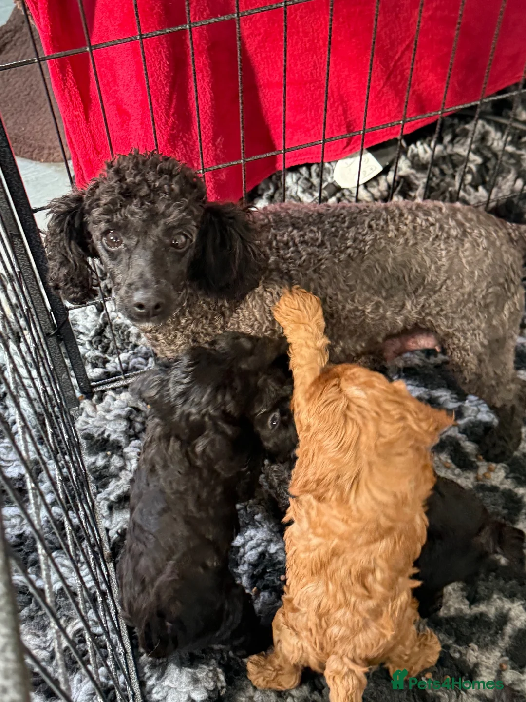 Cavapoo dogs for sale: F1 Cavapoo’s - Advert 5