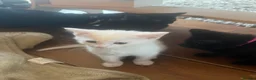 Mixed Breed cats for sale: Kittens for sale  - Advert 3