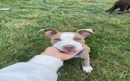 Staffordshire Bull Terrier dogs for sale: With a heavy heart having to rehome beautiful Nova - Image 11