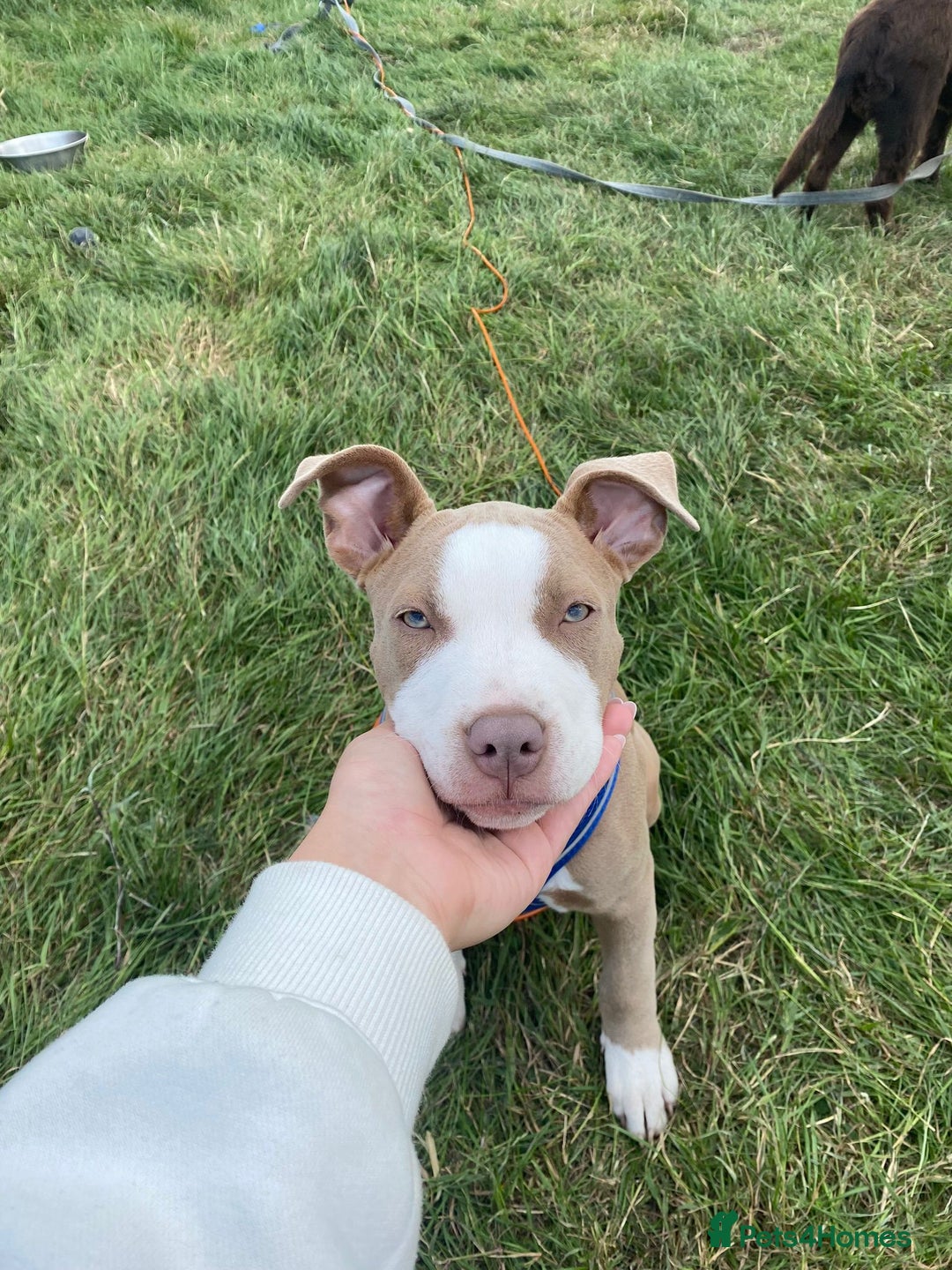 Staffordshire Bull Terrier dogs for sale: With a heavy heart having to rehome beautiful Nova - Image 11