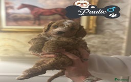 Shihpoo dogs for sale: F1b Shihpoo Puppies - 2 boys, 3 girls  - Advert 25