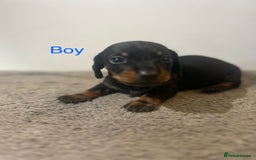Miniature Dachshund dogs for sale: Beautiful miniature dachshund puppies - Image 4