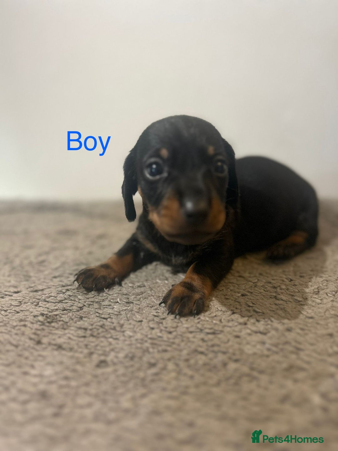 Miniature Dachshund dogs for sale: Beautiful miniature dachshund puppies - Image 4