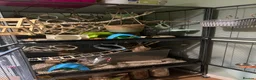 Rat rodents for sale: Forever Home Wanted Six Healthy Male Rats ❤️ - Advert 3
