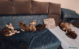 Maine Coon cats for sale: Maine Coon cross breed kittens 😸 😍  - Image 5