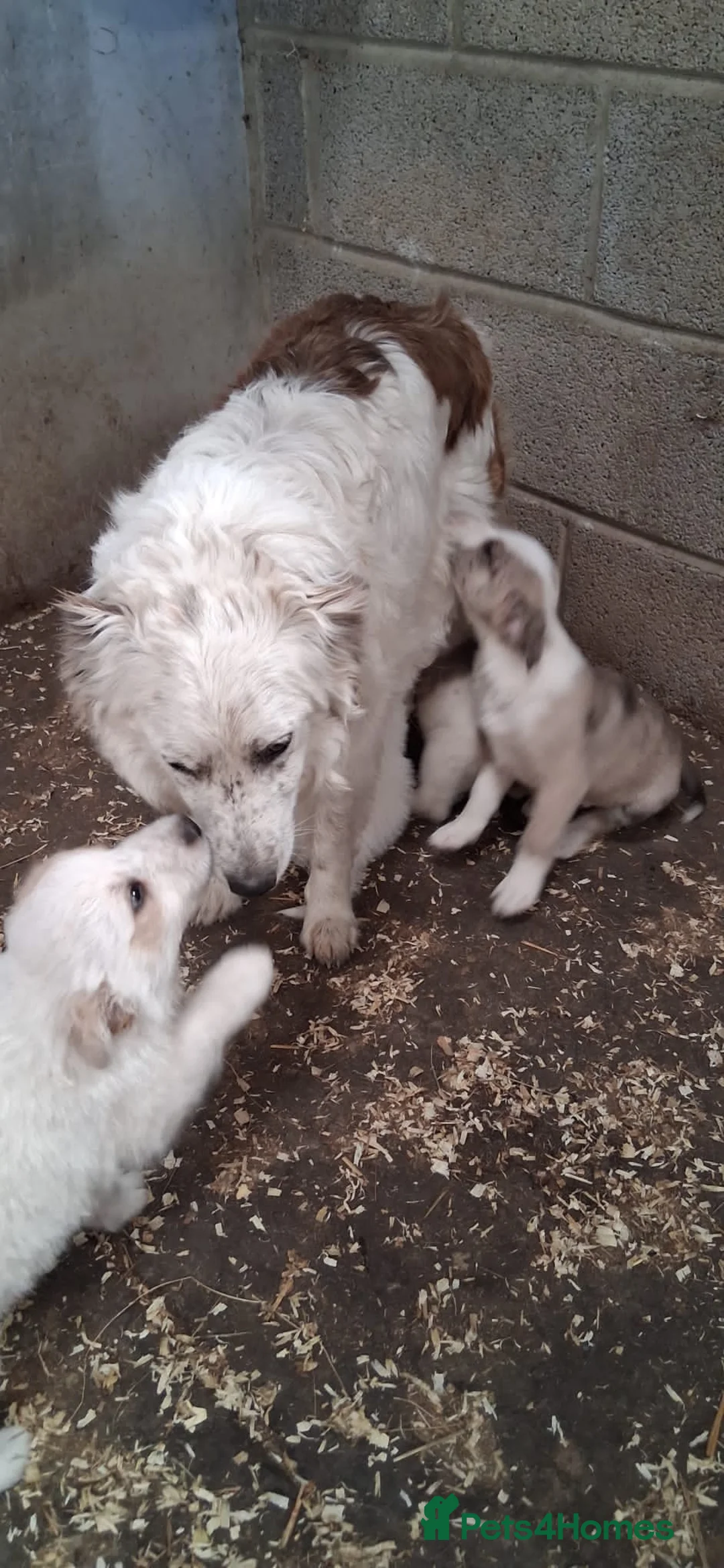 Mixed Breed dogs for sale: Border collie x lurcher - Advert 1