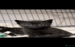 British Longhair cats for sale: Beautiful gorgeous kittens for sale - Image 2