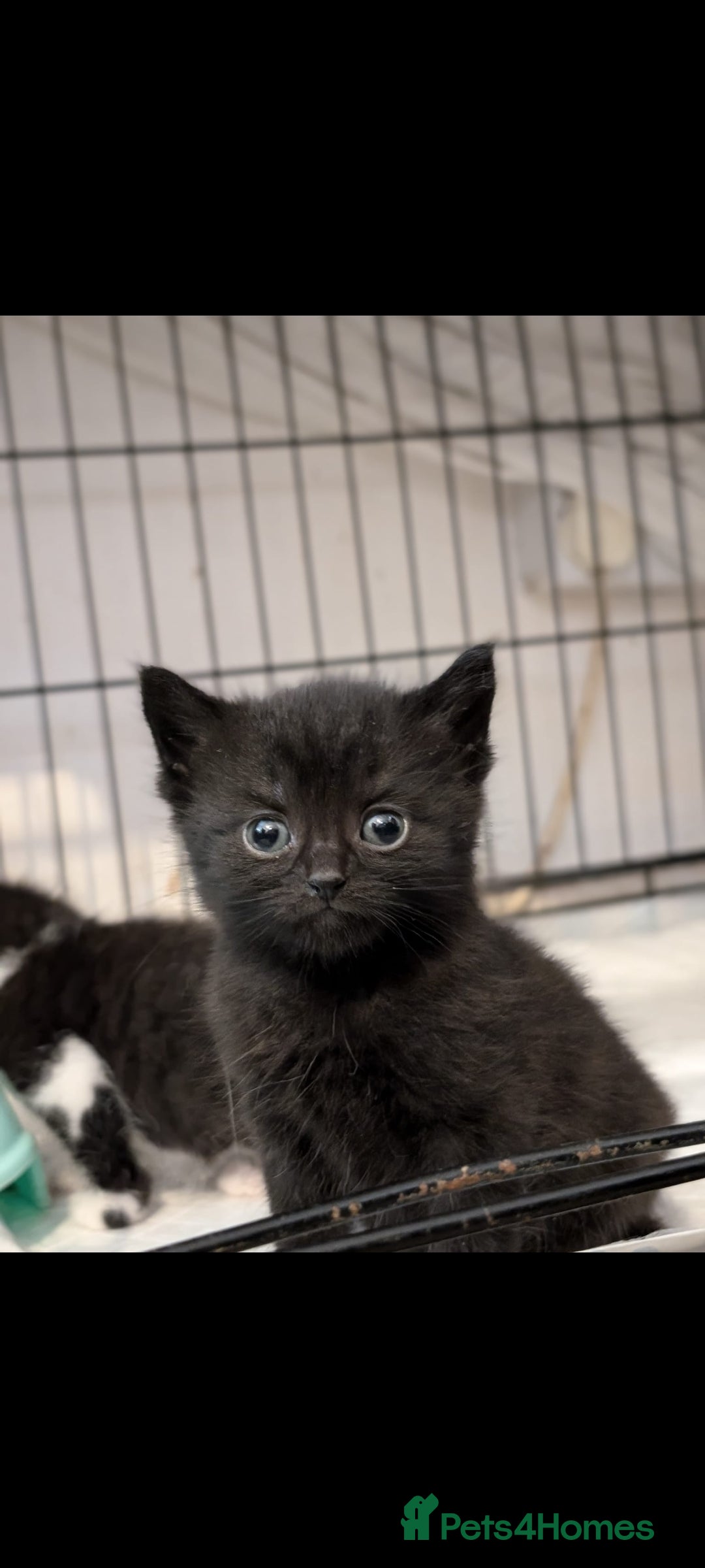 British Longhair cats for sale: Beautiful gorgeous kittens for sale - Image 2