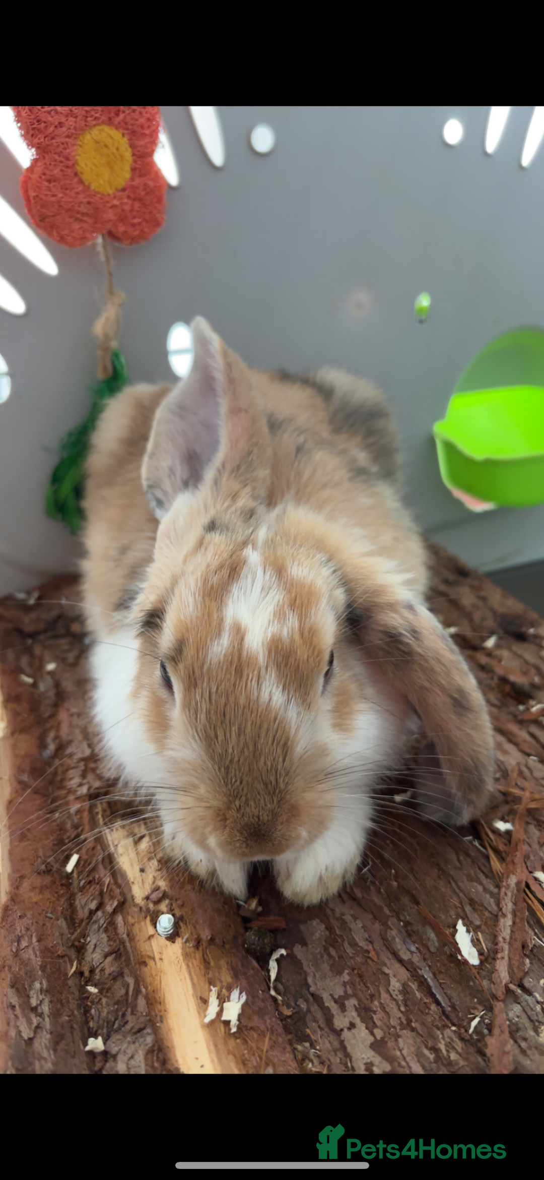 English Lop rabbits for sale: New Home for Milo - Image 3