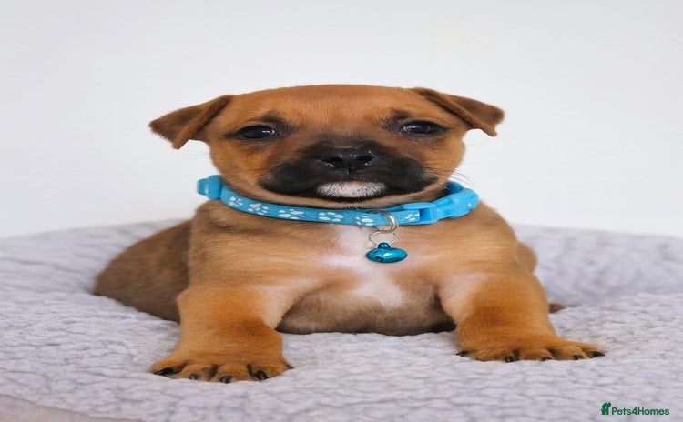 Staffordshire Bull Terrier dogs - Advert 2