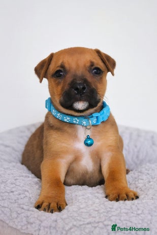 Staffordshire Bull Terrier dogs - Advert 2