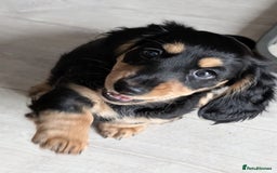 Miniature Dachshund dogs for sale: Miniature Longhaired Dachshunds - Image 1
