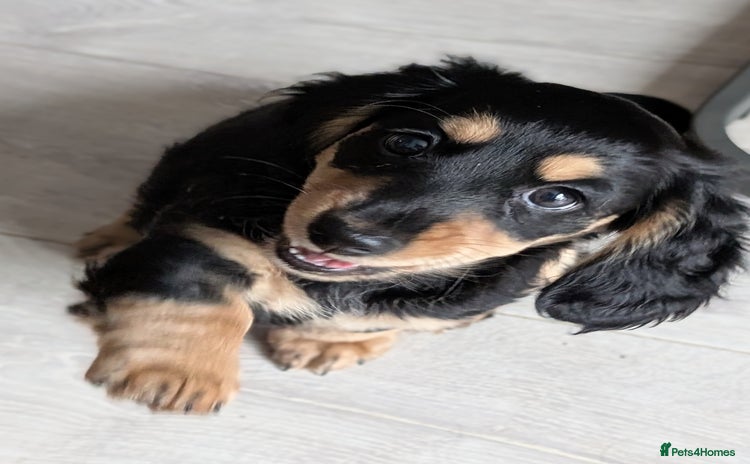 Miniature Dachshund dogs - Advert 16