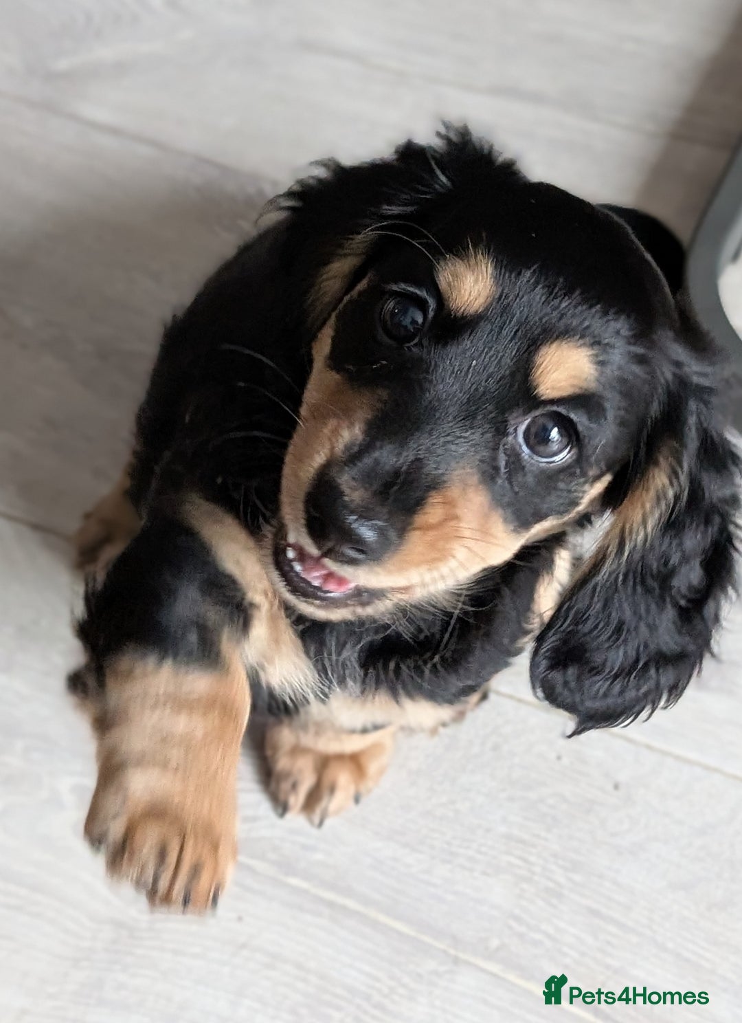 Miniature Dachshund dogs for sale: Miniature Longhaired Dachshunds - Image 1
