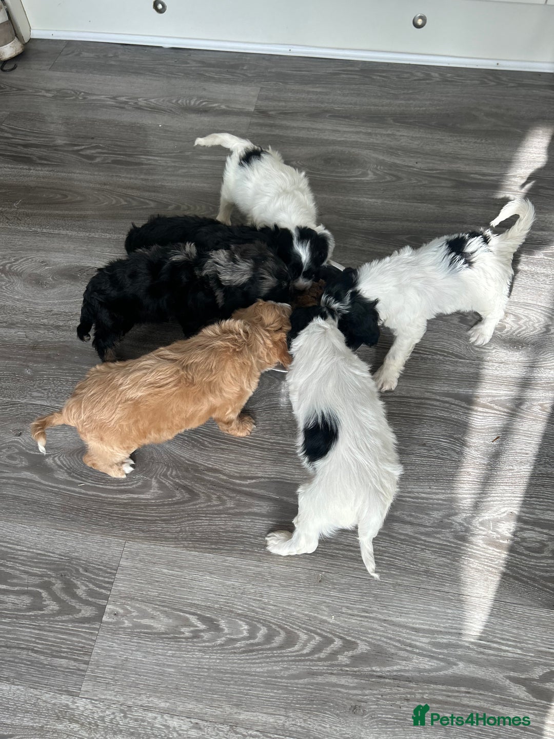 Cavapoo dogs for sale: Health tested Cavapoo puppies  - Image 3