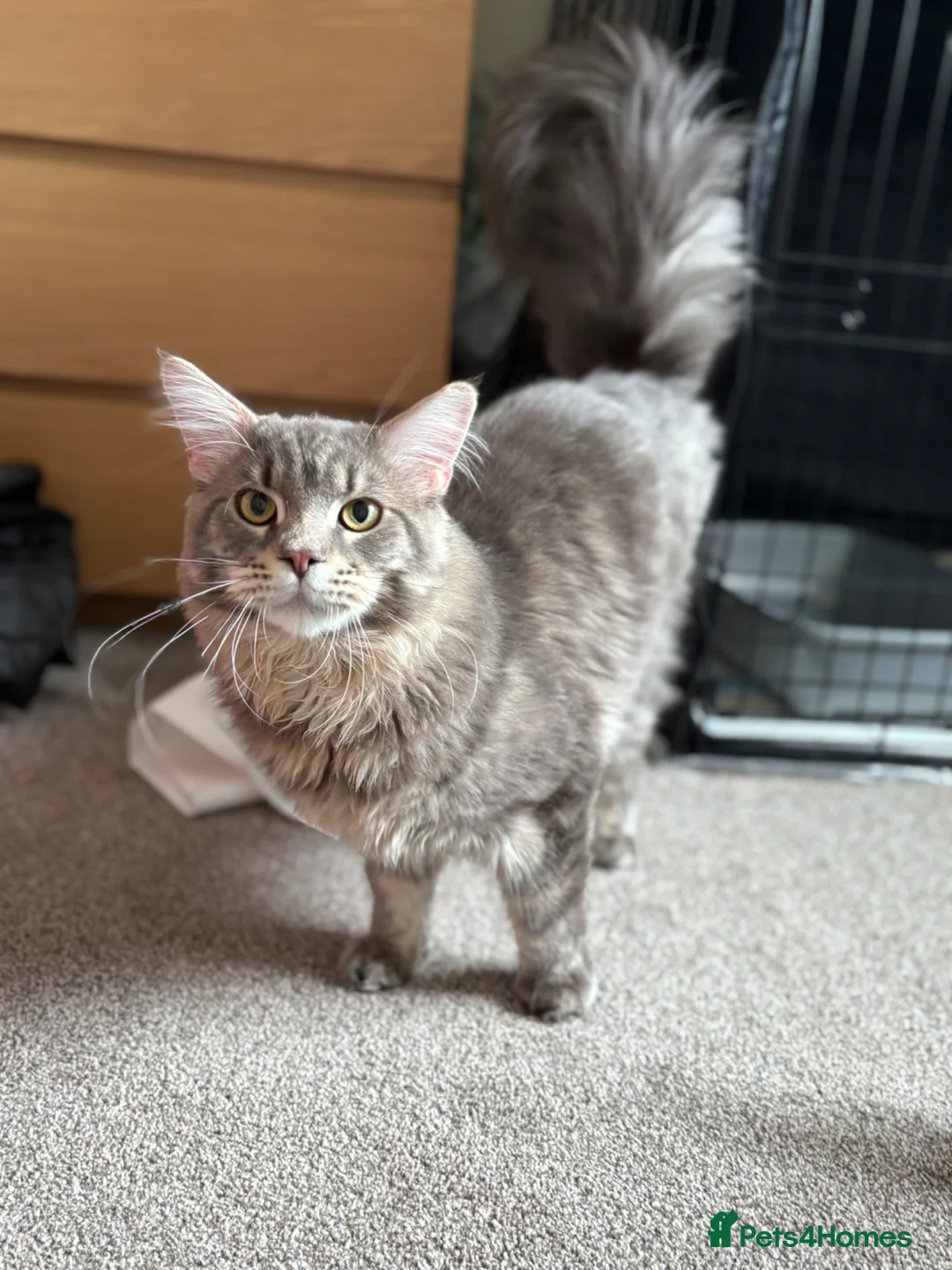 Maine Coon cats for sale: XL Maine coon entire male for sale  - Advert 10